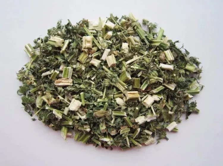 来认识一味中药——益母草