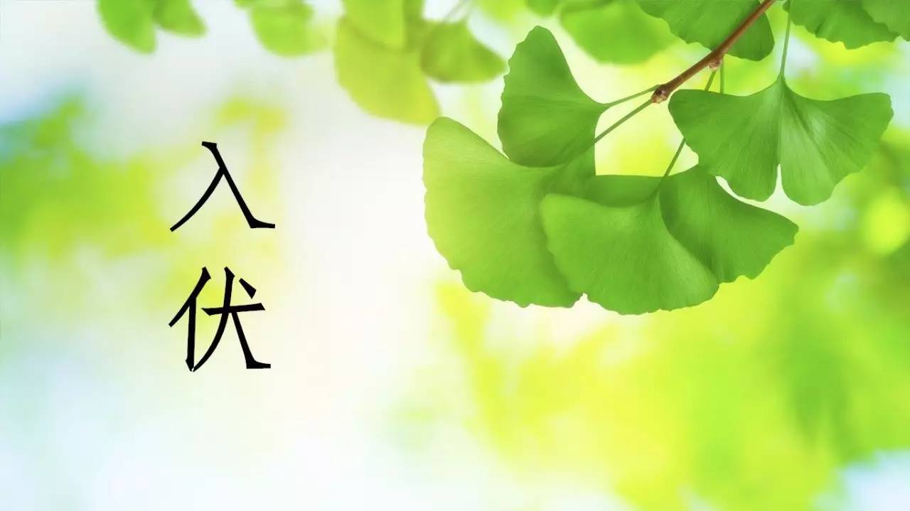 今日入伏